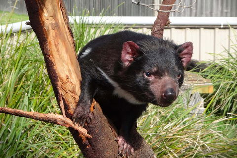 Tasmania 6 Day 'Tour In Circle' - Accommodation Australia 1