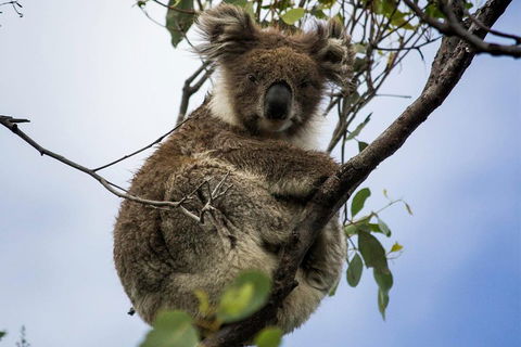 Phillip Island And French Island Wildlife Expedition - Australia Shopping 3