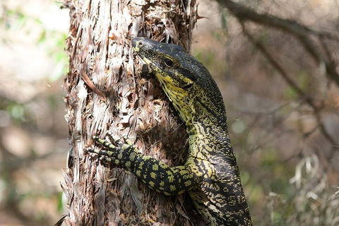 Byron Bay Combo: Minyon Falls And Hinterland Day Trip And Learn To Surf At Byron Bay - Local Tourism 0