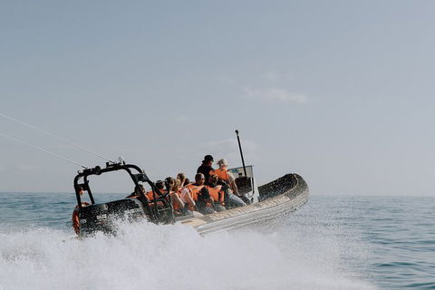 Adventure Whale Watching Tour Mooloolaba - Accommodation Australia 0