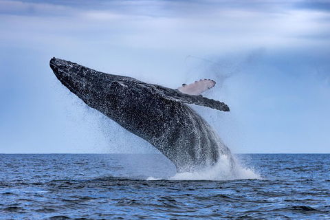 Adventure Whale Watching Tour Mooloolaba - Accommodation Australia 2