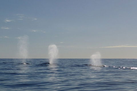Adventure Whale Watching Tour Mooloolaba - Accommodation Australia 3