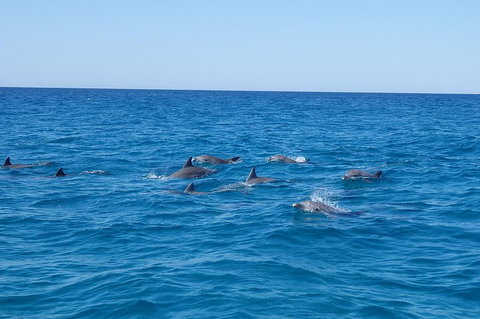 Noosa Wild Dolphin Safari - Bed n Breakfasts 3
