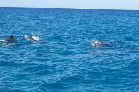 Noosa Wild Dolphin Safari - Bed n Breakfasts 4