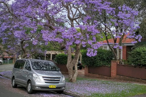 Sydney Secrets & Bondi Beach Private 4 Hr Morning With Personalised Sydney Tours - Accommodation Australia 0