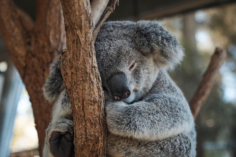 Sydney Taronga Zoo General Entry Ticket - Local Tourism 3
