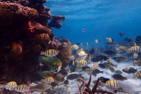Lagoon Explorer - Ningaloo Reef Full-Day Kayaking And Snorkeling Adventure - Accommodation Australia 2