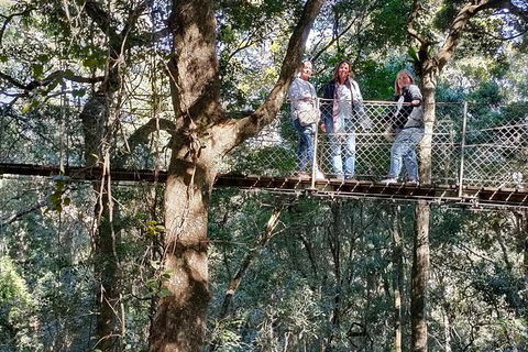 Lamington National Park, O'Reilly's & Vineyard Tour - Accommodation Australia 2