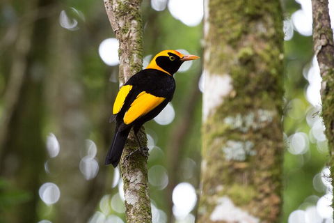 Lamington National Park, O'Reilly's & Vineyard Tour - Accommodation Australia 4