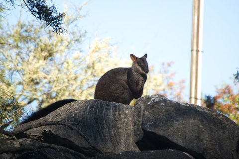 The Explorers' Discovery Tour - Gold, Wine & Wildlife - Accommodation Australia 4