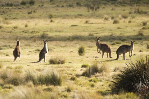 The Explorers' Discovery Tour - Gold, Wine & Wildlife - Accommodation Australia 5