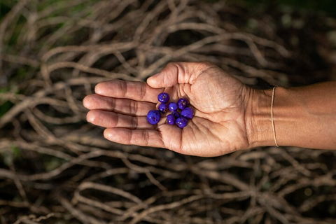 Cape Byron Aboriginal Tour - Accommodation Australia 0