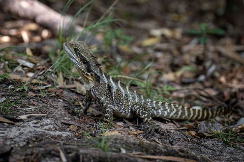 Cape Byron Aboriginal Tour - Accommodation Australia 3