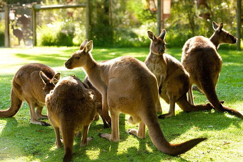 Yarra Valley Wine And Wildlife Self-Driving Tour - Accommodation Australia 4