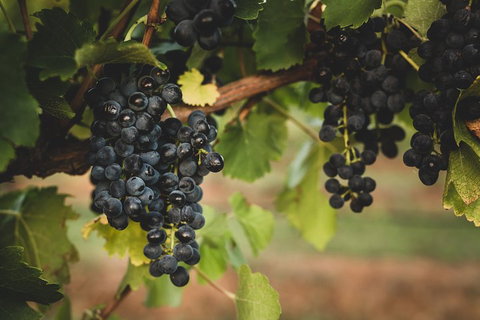 Hideaway Private Tours Hunter Valley- Indulgence Wine Tour (Full Day) - Local Tourism 3