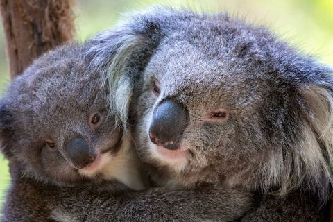 Half-Day Or Full-Day Tour With Private Guide From Melbourne - Local Tourism 1