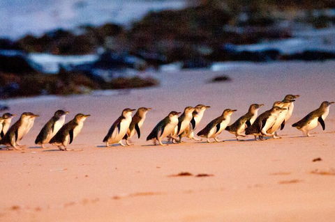Half-Day Or Full-Day Tour With Private Guide From Melbourne - Local Tourism 5