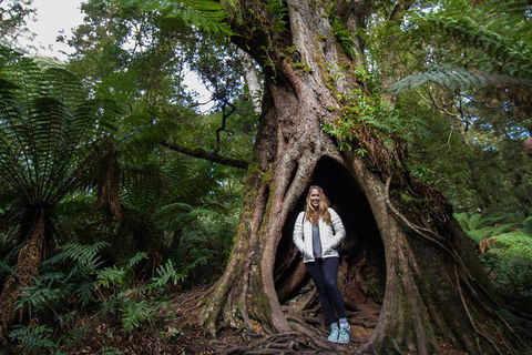 Two Day Melbourne To Adelaide Tour - Great Ocean Road & Grampians - Accommodation Australia 4