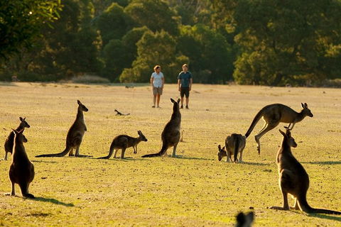 Two Day Melbourne To Adelaide Tour - Great Ocean Road & Grampians - Accommodation Australia 5
