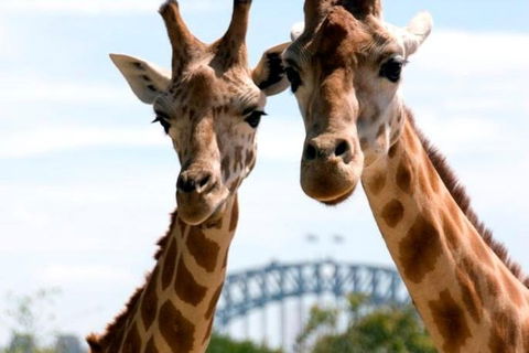 Sydney Harbour Ferry With Taronga Zoo Entry Ticket - Local Tourism 1