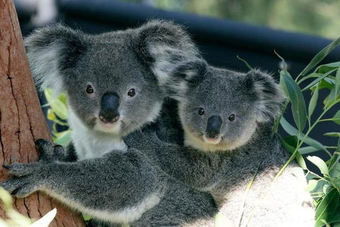 Sydney Harbour Ferry With Taronga Zoo Entry Ticket - Local Tourism 3