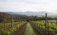 Yarra Valley 2-6 Guests Premium Food And Wine Inc Lunch At Dominique Portet - thumb 1
