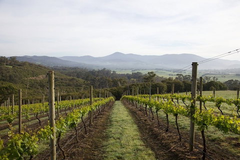 Yarra Valley 2-6 Guests Premium Food And Wine Inc Lunch At Dominique Portet - Accommodation Australia 1