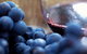 Yarra Valley 2-6 Guests Premium Food And Wine Inc Lunch At Dominique Portet - thumb 5