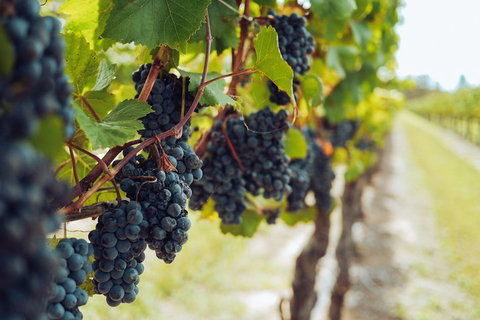 Yarra Valley 2-6 Guests With Lunch And Gin Tasting At Four Pillars - Accommodation Australia 1