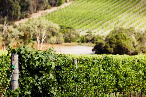 Yarra Valley Premium Tour Inc Lunch And Cheese, Chocolate Fondue At Rochford - Accommodation Australia 5