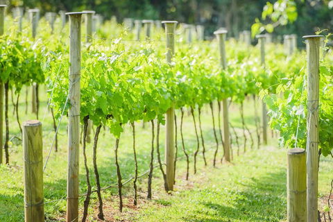 Deluxe Winery Tour To Tamborine Mountain, Includes Gourmet Two Course Lunch - Accommodation Australia 5