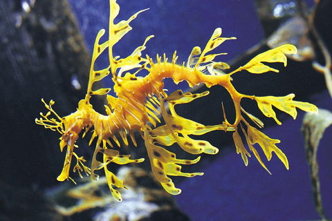 SEA LIFE Melbourne Aquarium Admission Ticket - Local Tourism 0