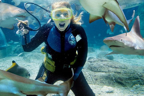 Shark Dive Experience At SEA LIFE Melbourne Aquarium - Accommodation Australia 0