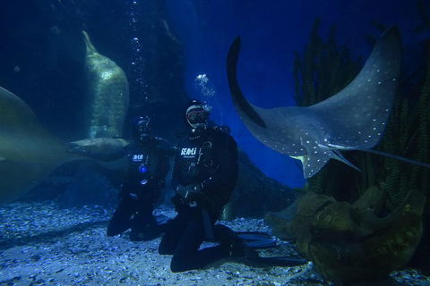 Shark Dive Experience At SEA LIFE Melbourne Aquarium - Accommodation Australia 1