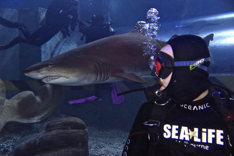 Shark Dive Experience At SEA LIFE Melbourne Aquarium - Accommodation Australia 2