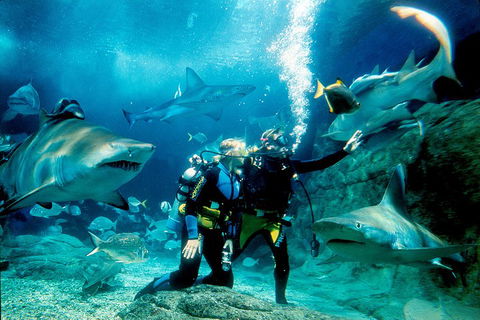 Shark Dive Experience At SEA LIFE Melbourne Aquarium - Accommodation Australia 3