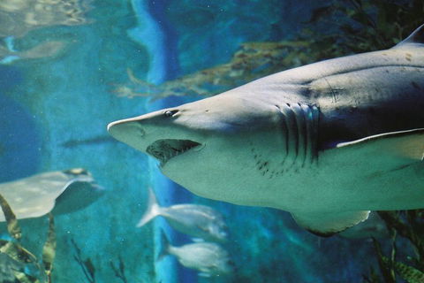 Shark Dive Experience At SEA LIFE Melbourne Aquarium - Accommodation Australia 4
