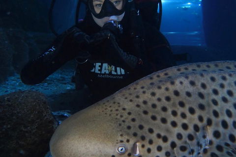Shark Dive Experience At SEA LIFE Melbourne Aquarium - Accommodation Australia 5