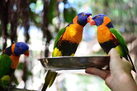 Wildlife Habitat Port Douglas - Accommodation Australia 0