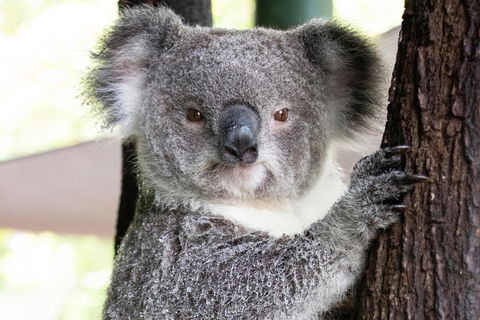 Wildlife Habitat Port Douglas - Accommodation Australia 1