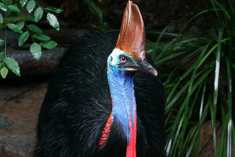 Wildlife Habitat Port Douglas - Accommodation Australia 3