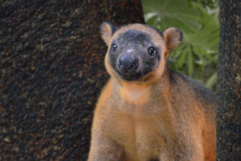 Wildlife Habitat Port Douglas - Accommodation Australia 5