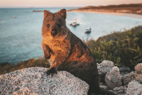 Rottnest Island Roundtrip Fast Ferry From Hillarys Boat Harbour - Accommodation Australia 5