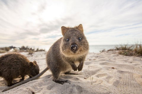Rottnest Bayseeker Bus Tour From Hillarys Boat Harbour - Accommodation Australia 1