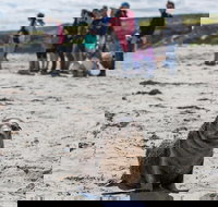 Kangaroo Island in a Day Tour from Adelaide - Accommodation Australia