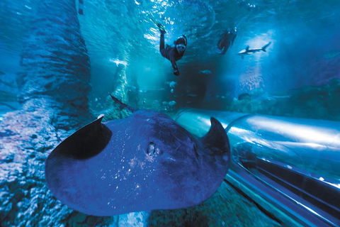 Snorkel With Sharks At AQWA - Accommodation Australia 0