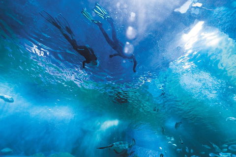 Snorkel With Sharks At AQWA - Accommodation Australia 1