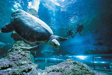 Snorkel With Sharks At AQWA - Accommodation Australia 4