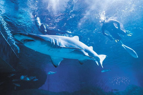 Snorkel With Sharks At AQWA - Accommodation Australia 5