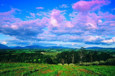 Yarra Valley Wine And Cider Tours By Classic Convertibles From Melbourne - Accommodation Australia 3